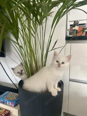 2 Heilige Birma Kitten (1 Junge und 1 Mädchen)