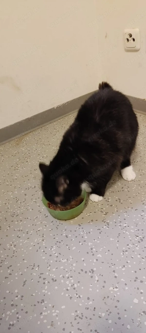 Ich  gebe meine 10-monatige Katze namens Cookie ab 