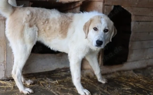 Schüchterne Raisa sucht geduldiges Zuhause