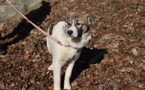 Die süße Badger möchte so gerne ankommen