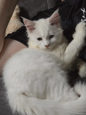 Maine conn 14 wochen alt 