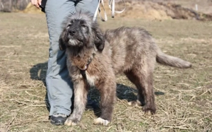 Aufgeweckt & Neugierig: Axl sucht sein Für-Immer-Zuhause