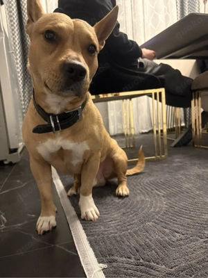 pitbull stephord mix zum decken 