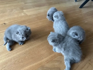 BKH Kitten reinrassig 