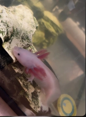 Aquarium mit Axolotl zu verkaufen