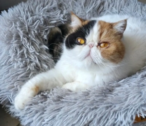 Exotic Shorthair Glücks-Katze sucht liebevolles für immer Zuhause
