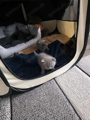 BKH Kitten in Farbe Grau (Blau)