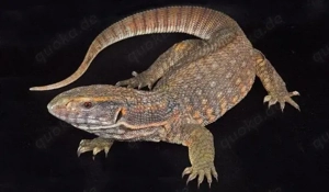 Gesucht: Steppenwarans Varanus exanthematicus