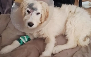 Mia - mehr als nur ein Wollknäuel Bild 2