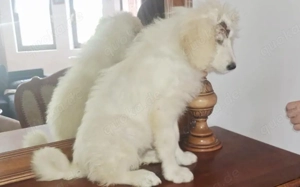 Mia - mehr als nur ein Wollknäuel Bild 7