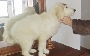 Mia - mehr als nur ein Wollknäuel Bild 4