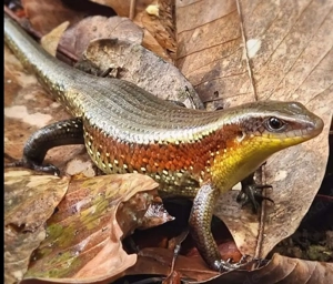 Vielstreifen-Skinke gesucht (Trachylepis   ehem. Mabuya)