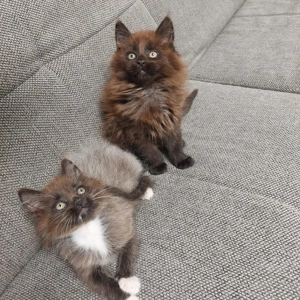 Maine Coon Kitten reinrassig