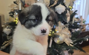 Flauschiger, liebenswerter Jiminy sucht Familienanschluss