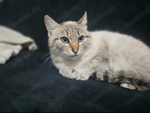 Unique Ruhiges Siamkätzchen sucht harmonische Familie