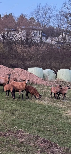 Kamerunschafe   Nutztiere 