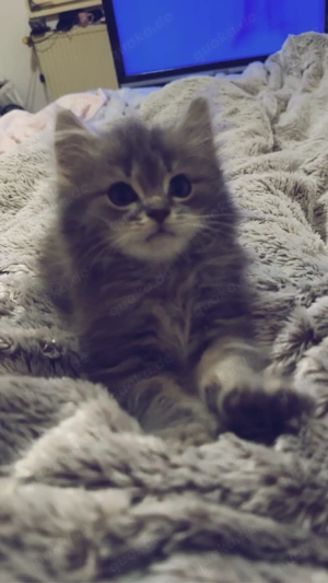 kater sucht neues zuhause 