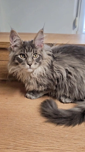 reinrassiger blau tabby Maine Coon Kater geimpft gechipt 