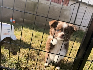Deckrüde Chihuahua Schoko-Tan-Tricolor Bild 6
