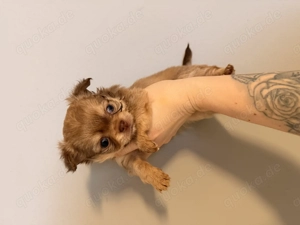 Deckrüde Chihuahua Schoko-Tan-Tricolor Bild 8