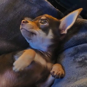 Brauner Chihuahua Welpe Rüde Offenburg 