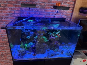 Meerwasser Aquarium komplett