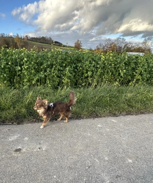Deckrüde Chihuahua Schoko-Tan-Tricolor Bild 5