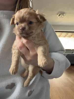 Deckrüde Chihuahua Schoko-Tan-Tricolor Bild 9