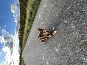Deckrüde Chihuahua Schoko-Tan-Tricolor