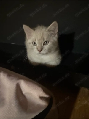 kater sucht neues zuhause 