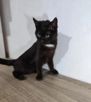 Kitty Verspieltes Panthermädel sucht verkuschelte Familie mit Spielpartner