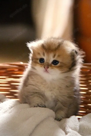 Golden shaded kitten