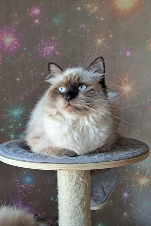 Neva masquarade Sibirische weibliche Katze mit Stammbaum