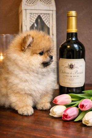 Exklusive Pomeranian (Zwergspitz) Welpen   typvoll & liebevoll aufgezogen