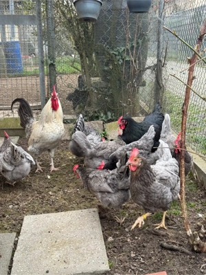 Hühner Silverrudds Bla Bruteier  Bild 7