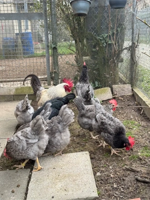 Hühner Silverrudds Bla Bruteier  Bild 4