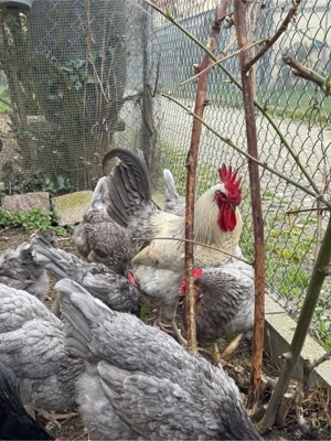 Hühner Silverrudds Bla Bruteier  Bild 2