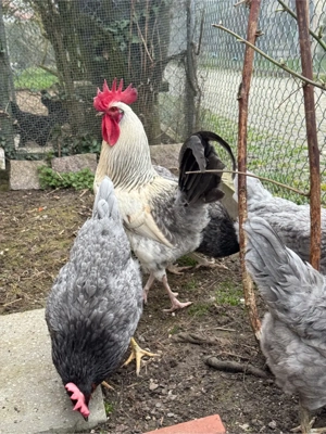 Hühner Silverrudds Bla Bruteier  Bild 3