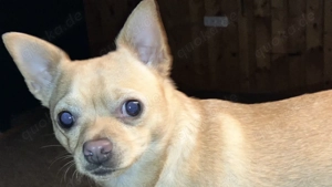 Chihuahua Rüde jung schön