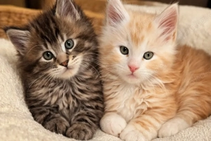 Wunderschöne Maine Coon Kitten suchen ein liebevolles Zuhause   