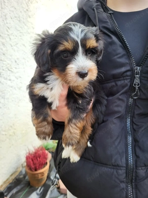 Cavapoo Haverneser Welpen