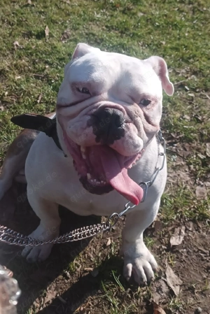 OEB Old English Bulldog Deckrüde