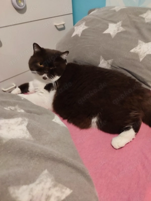 BKH Kater 4 Jahre kastriert 