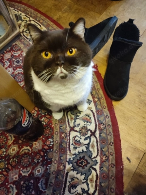 BKH Kater 4 Jahre kastriert 