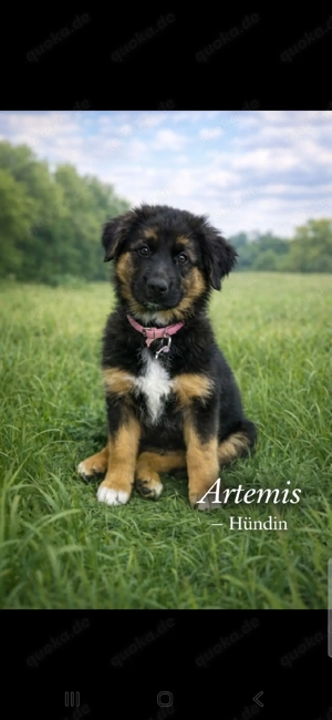    Deutsche Schäferhund x Australian Shepherd Welpen   