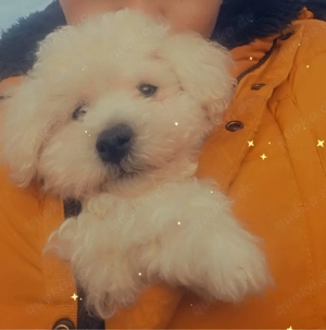 Liebevolle, kinderfreundliche Hündin Leni sucht ein neues Zuhause