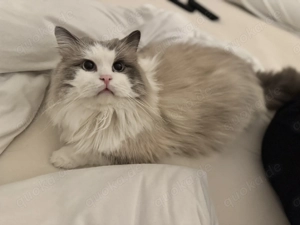 Ragdoll Kater reinrassig 1 Jahr alt VB