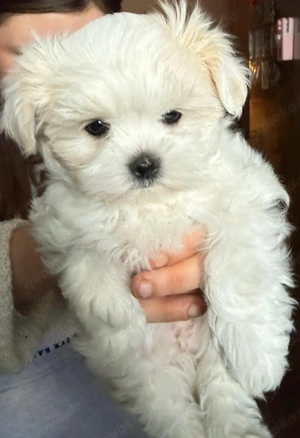 Drei weiße Märchenwesen: kleinbleibende Malteser Welpen mit koreanische Abstammung Bild 4