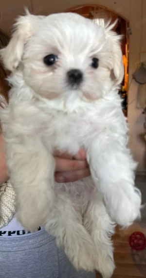 Drei weiße Märchenwesen: kleinbleibende Malteser Welpen mit koreanische Abstammung Bild 2