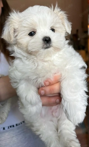 Drei weiße Märchenwesen: kleinbleibende Malteser Welpen mit koreanische Abstammung Bild 3